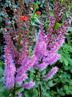 Blüten018.webp