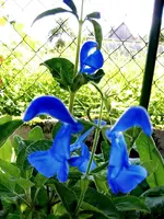 Blüten019.webp