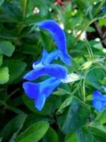 Blüten020.webp