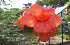 Kletterpflanze.webp