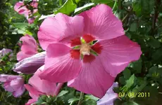 Hibiscus.webp