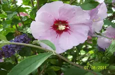Hibiscus 1.webp