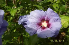 Hibiscus 2.webp
