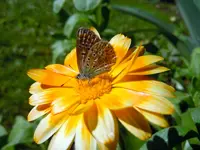 Getier007.webp