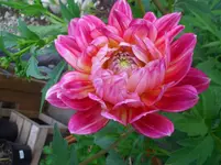 CIMG3918.webp