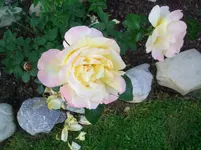 CIMG3929.webp