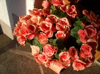 CIMG3937.webp