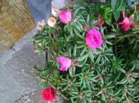 CIMG3934.webp