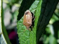 Getier009.webp