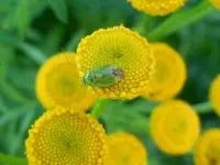 Getier010.webp