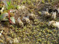 Teichbienen1k.webp