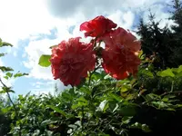 SDC17892_Bildgröße ändern.webp