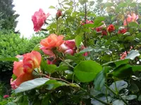 SDC17909_Bildgröße ändern.webp