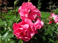 SDC17867_Bildgröße ändern.webp