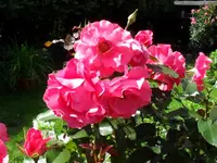 SDC17873_Bildgröße ändern.webp