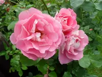 SDC14597_Bildgröße ändern.webp