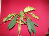 100_3690.webp 100_3690.webp