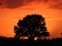 _Baum.webp