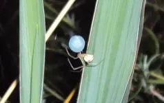 DSC02002 -2011-08-09- spinne bläul. kokon.webp