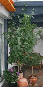gigantisches Wandelröschen_kleiner.webp