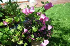 bunte Mischung kl.webp