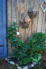 rosanna kl.webp