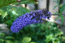 sommerflieder lila kl.webp