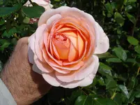 DSC08871.webp