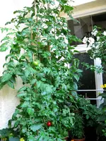 IMG_2176.webp