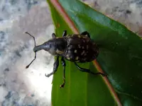 Rüsselkäfer019.webp