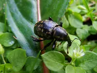 Rüsselkäfer039.webp