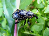 Rüsselkäfer046.webp