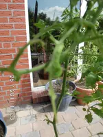 ebay321 517.webp