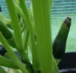 zucchini1.webp