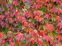 images.webp