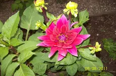 Dahlie.webp