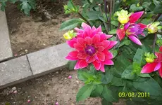 Dahlie 1.webp