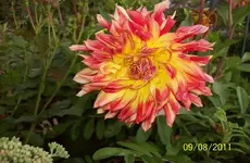 Dahlie 2.webp