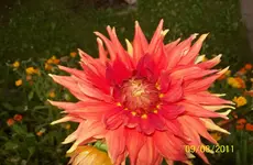 Dahlie 3.webp