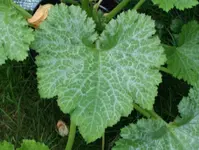 zucchini2.webp
