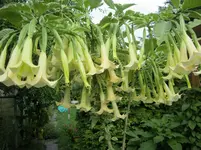 garten 115.webp
