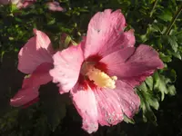 CIMG1259.webp