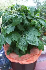100_6456.webp