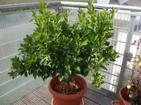 DSCF1056.webp