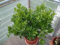 DSCF1061.webp