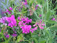 Wicke_01_08_2011 001.webp