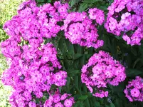 Phlox_01_08_2011 003.webp