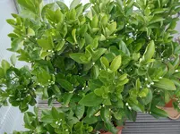 DSCF1062.webp