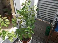 DSCF1067.webp