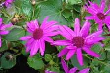 2011 06 14 047.webp